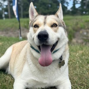 Buster, Adult Male Husky
