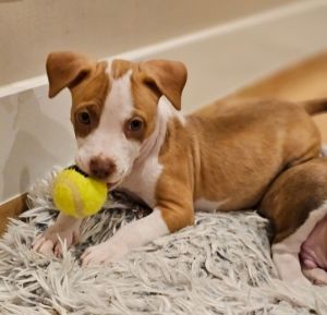NINA, Baby Female American Bulldog