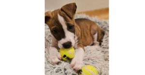 NOVA, Baby Male American Bulldog