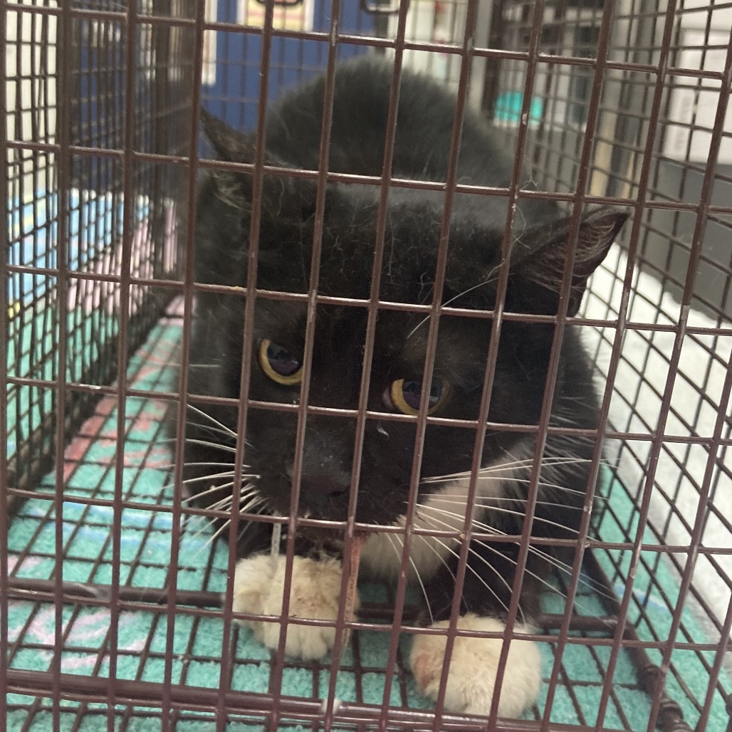 Barn Cat Oreo