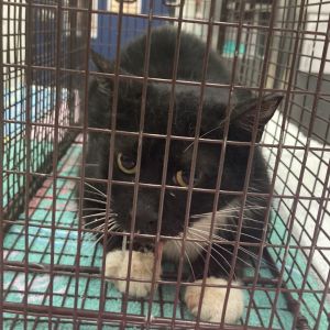 Barn Cat Oreo, Adult Male Domestic Short Hair