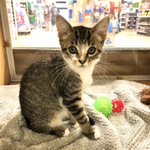 Flan, Baby Male Domestic Short Hair
