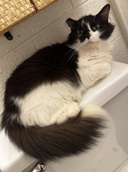 Fluffy Boy