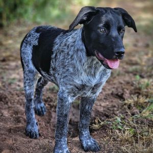 Vida, Baby Female Cattle Dog
