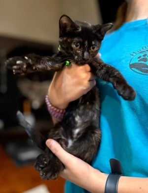 Scarlette Domestic Short Hair Cat