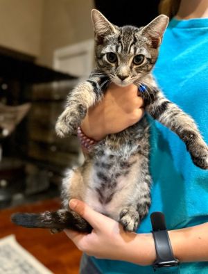 Anthony Domestic Short Hair Cat