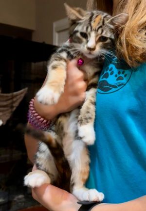 Nikki Domestic Short Hair Cat
