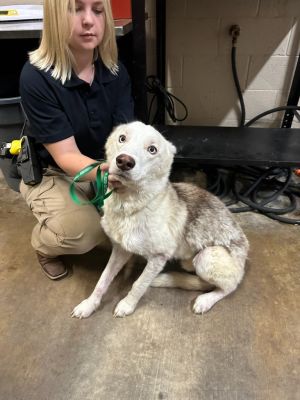Beau, Young Male Siberian Husky