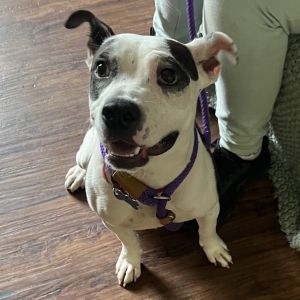 Petunia Pickle, Young Female Terrier