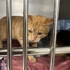 Ember Fig, Young Male Domestic Short Hair
