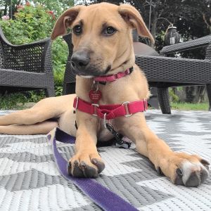 Shaki, Baby Female Mixed Breed