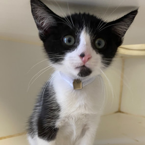 Oreo, Baby Female unknown