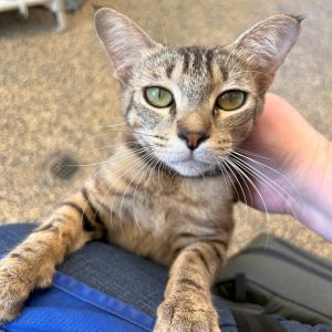 Rosie, Adult Female unknown