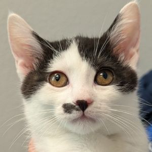 Meowstache, Baby Female unknown