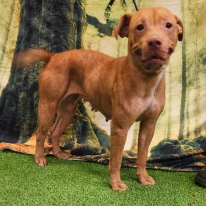 Pancake, Adult Female Pit Bull Terrier