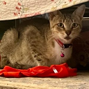Meri, Young Female Domestic Short Hair