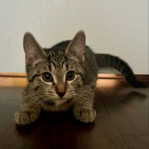 Vic, Baby Male Domestic Short Hair