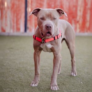 Kash, Young Male Pit Bull Terrier
