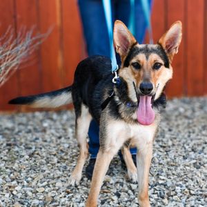 Ramen, Young Female German Shepherd Dog