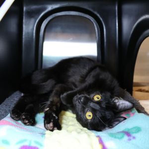 Stray Hold- San Joaquin, Baby Male Domestic Short Hair