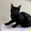 Stray Hold- San Joaquin photo 2