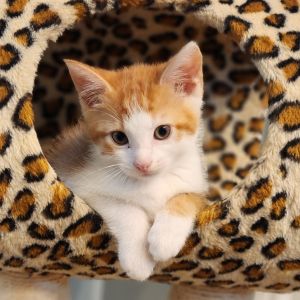 Ravioli, Baby Male Domestic Short Hair