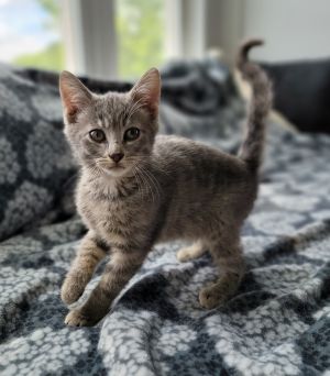 Bugatti, Baby Male Domestic Short Hair