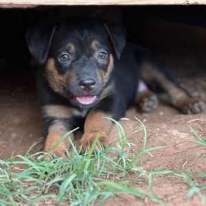 FWT Juniper, Baby Female Mixed Breed