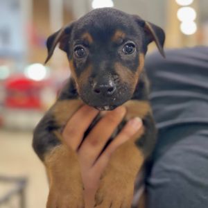 FWT Java, Baby Male Mixed Breed