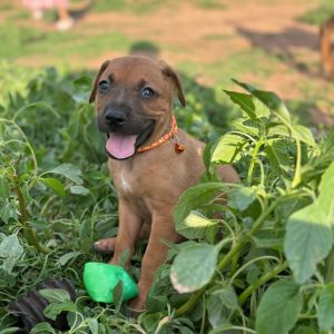 FWT Junko, Baby Male Mixed Breed
