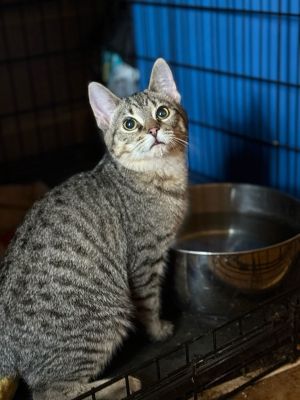 *Kibble, Young Male Domestic Short Hair