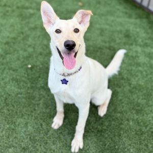 Lightening is a big lovable pup with plenty of energy-and just as much love for a good couch snooze