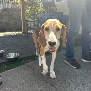 Addy is a gentle soulful girl whos been winning hearts with her sweet nature Addy would love noth