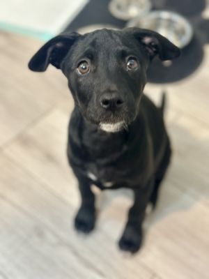 FRITO, Baby Male Shepherd