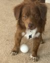 SIMBA photo 5
