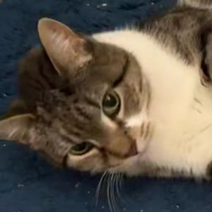 Benjamin Button, Senior Male Domestic Short Hair