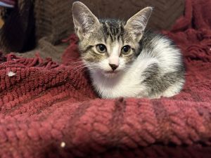 Foxy, Baby Female Domestic Short Hair
