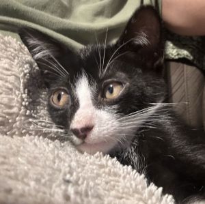 Hank, Baby Male Domestic Short Hair