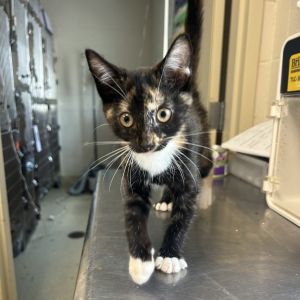 Crumbs, Baby Female Domestic Short Hair