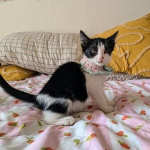 Celia Cruz Control, Baby Female Domestic Short Hair