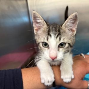 JC Chasez Domestic Short Hair Cat