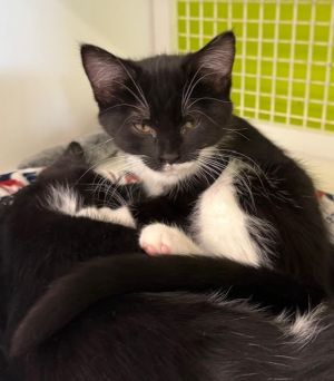 Carrera, Baby Female Domestic Short Hair