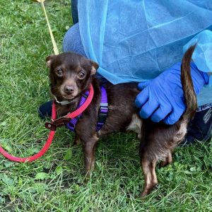 Krave Mixed Breed Dog