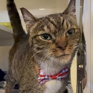 Rosie, Senior Female Domestic Short Hair