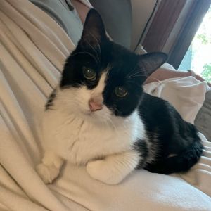 Zander, Senior Male Domestic Short Hair