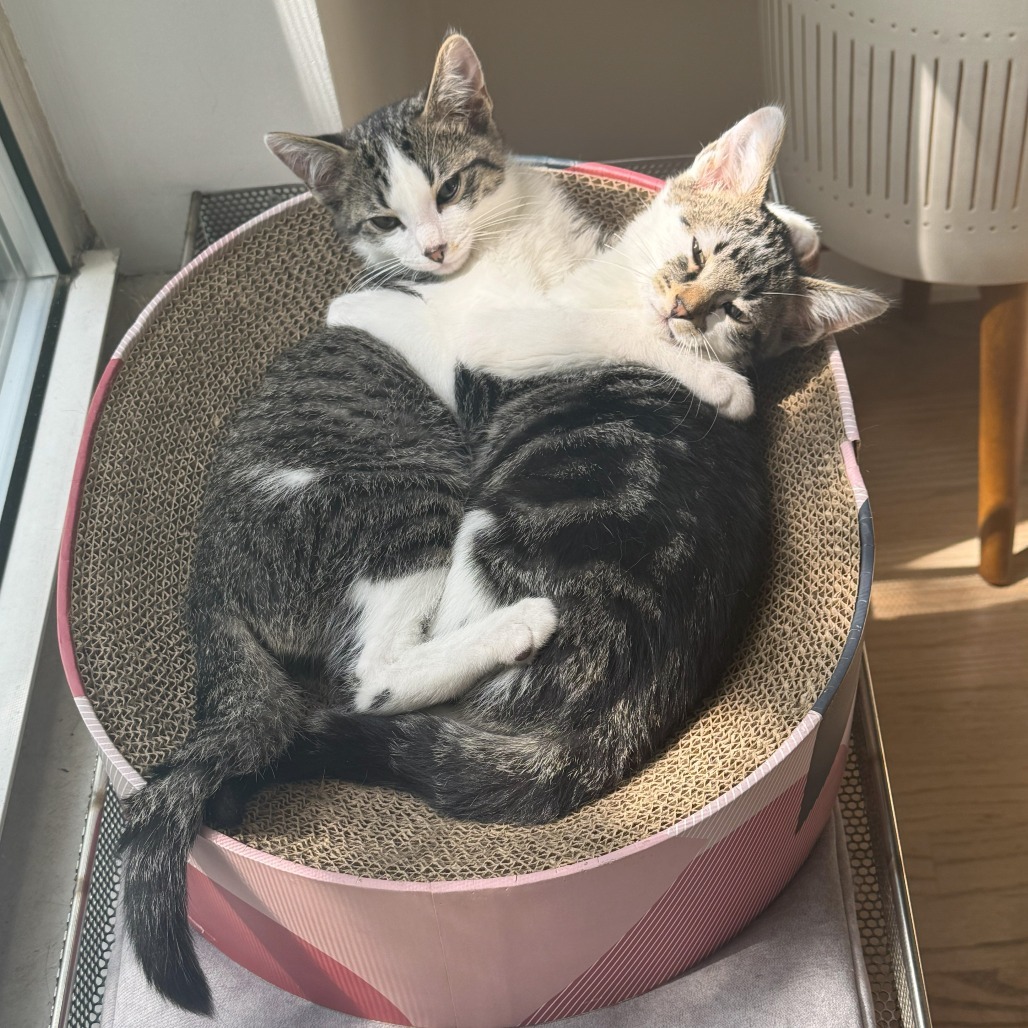 Trinket & Tchotchke - We're A Bonded Pair!