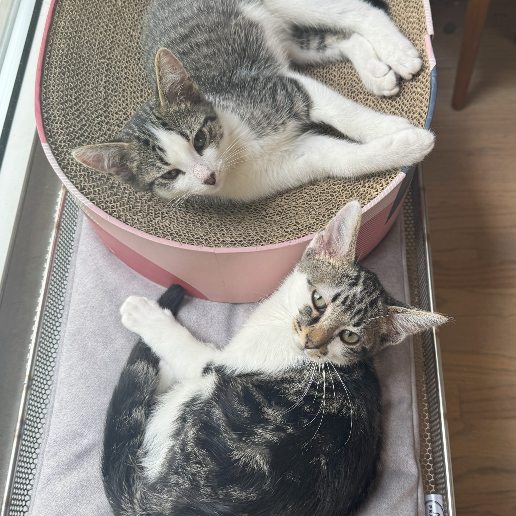 Trinket & Tchotchke - We're A Bonded Pair!