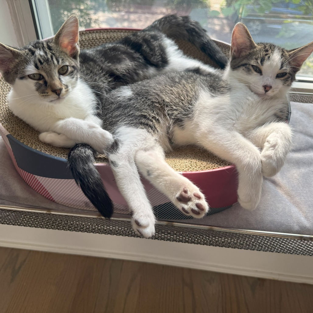 Trinket & Tchotchke - We're A Bonded Pair!