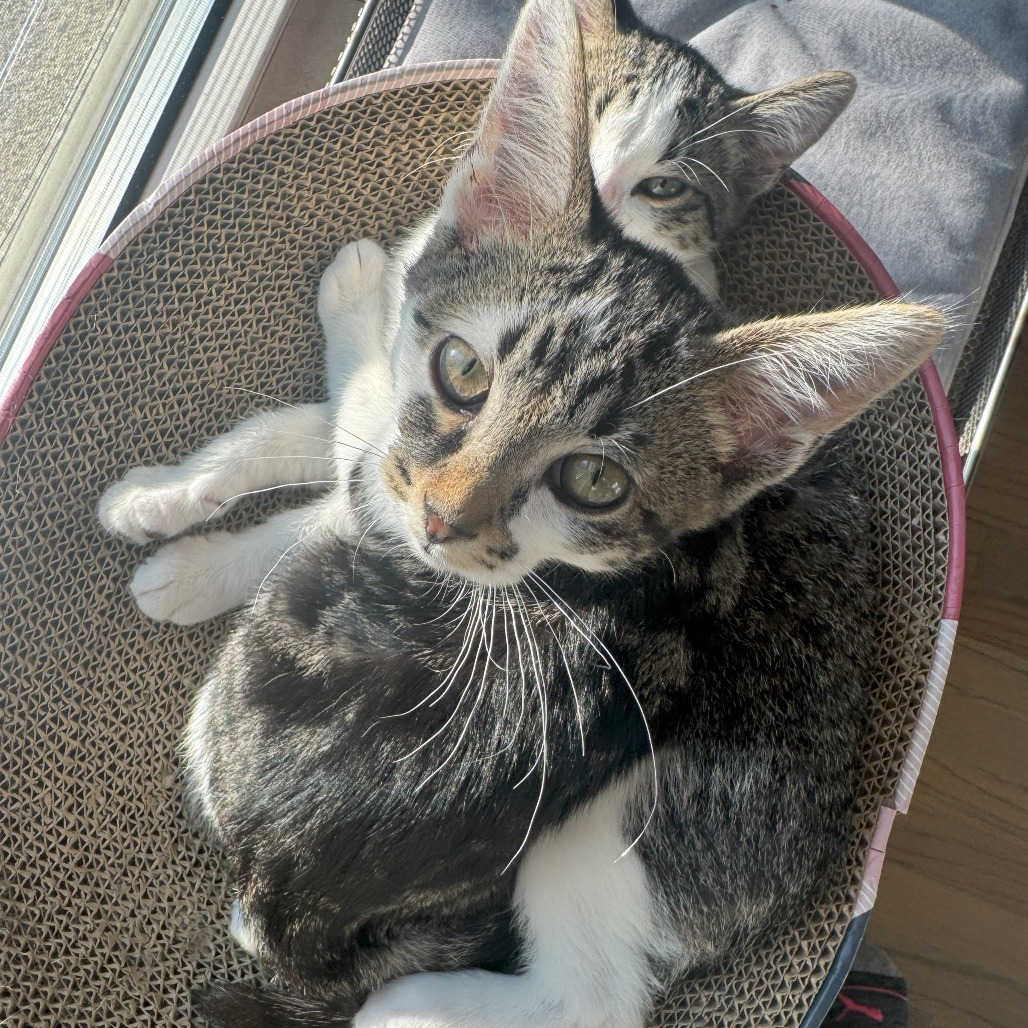 Trinket & Tchotchke - We're A Bonded Pair!