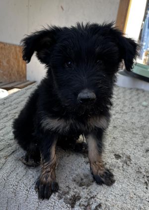 Jade, Baby Female German Shepherd Dog